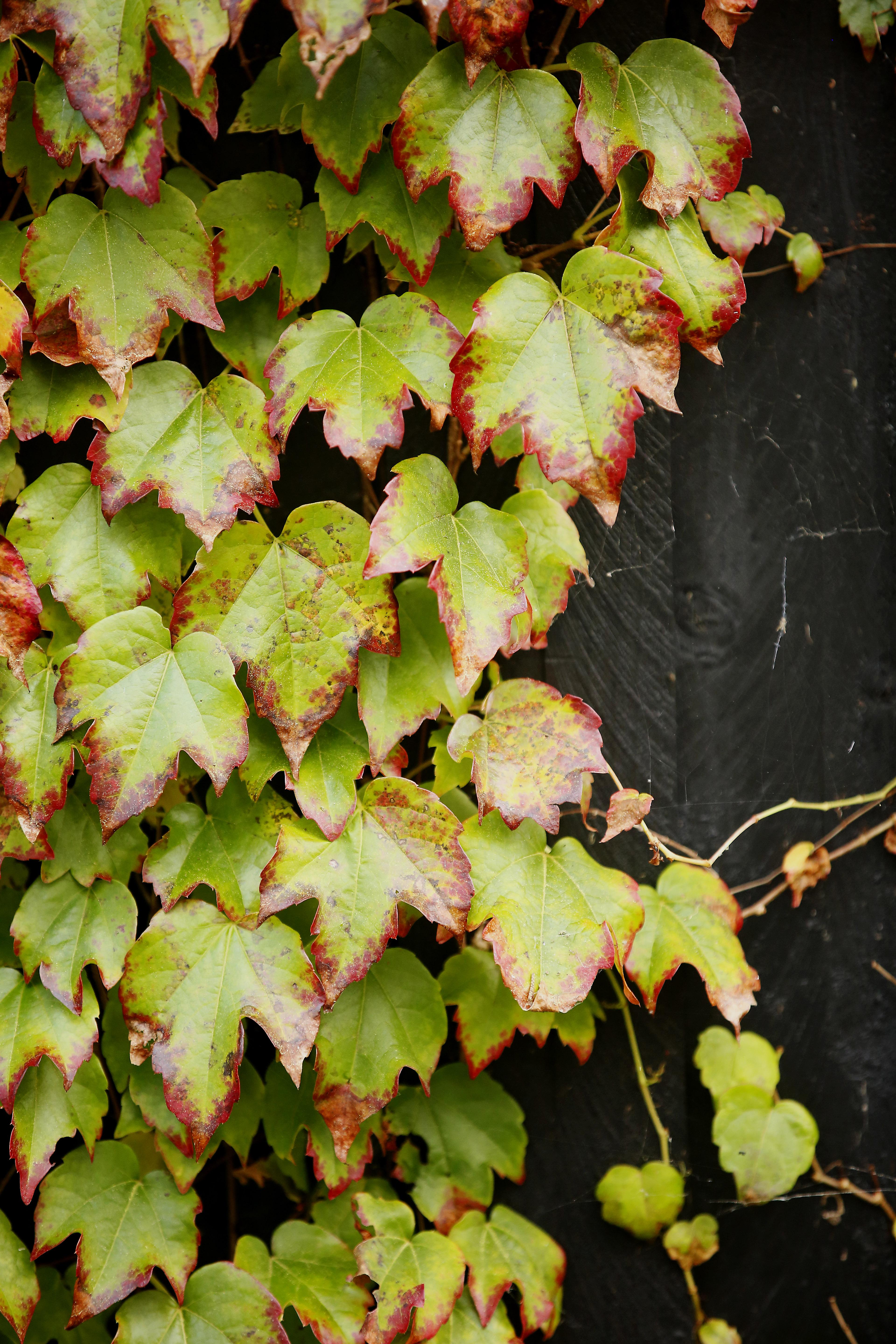 Green ivy leaves with red autumn edges climbing a dark wooden fence.