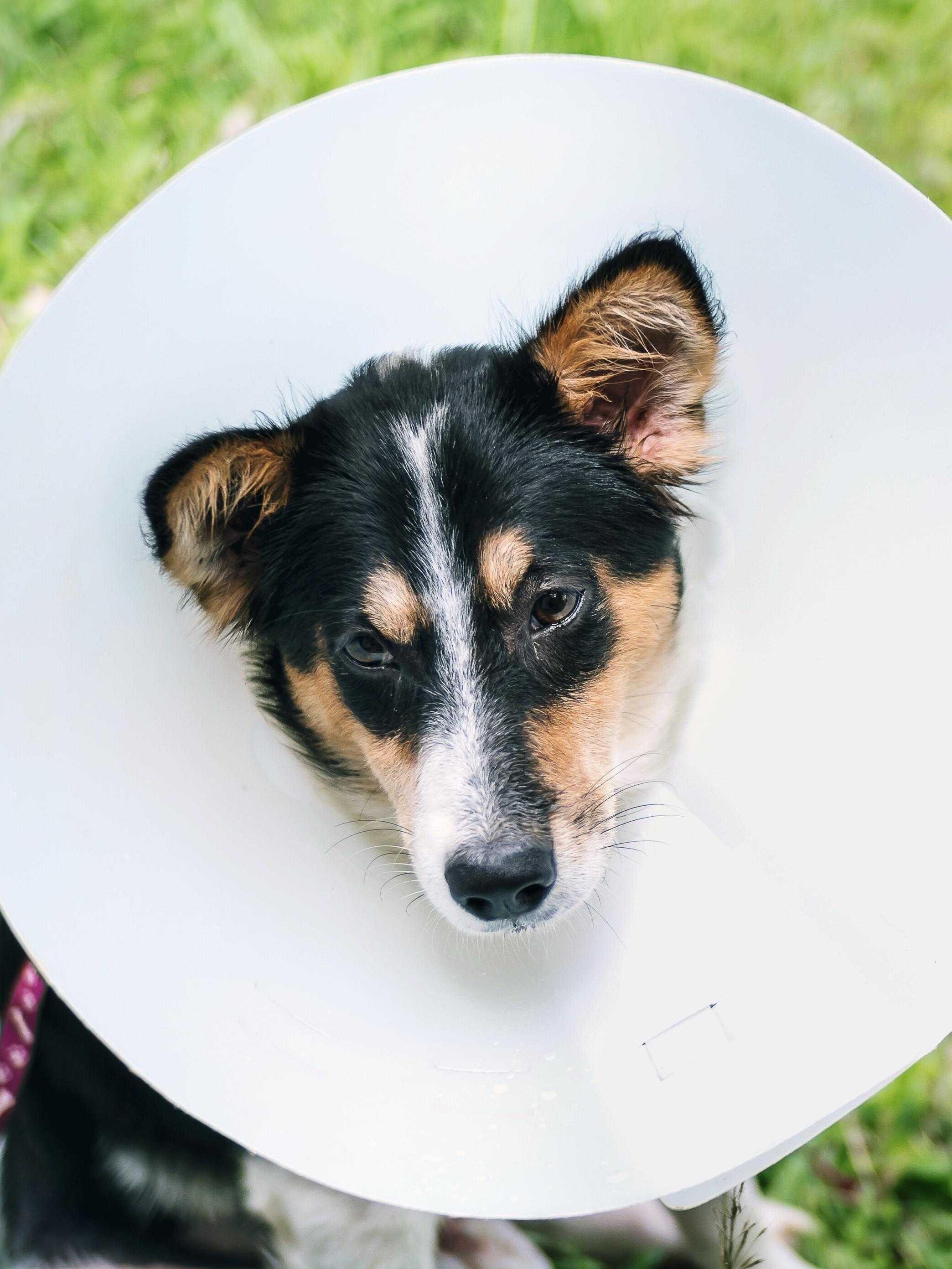 Sick dog wearing an Elizabethan collar (cone collar) sitting on green grass. focus on face and cone collar.