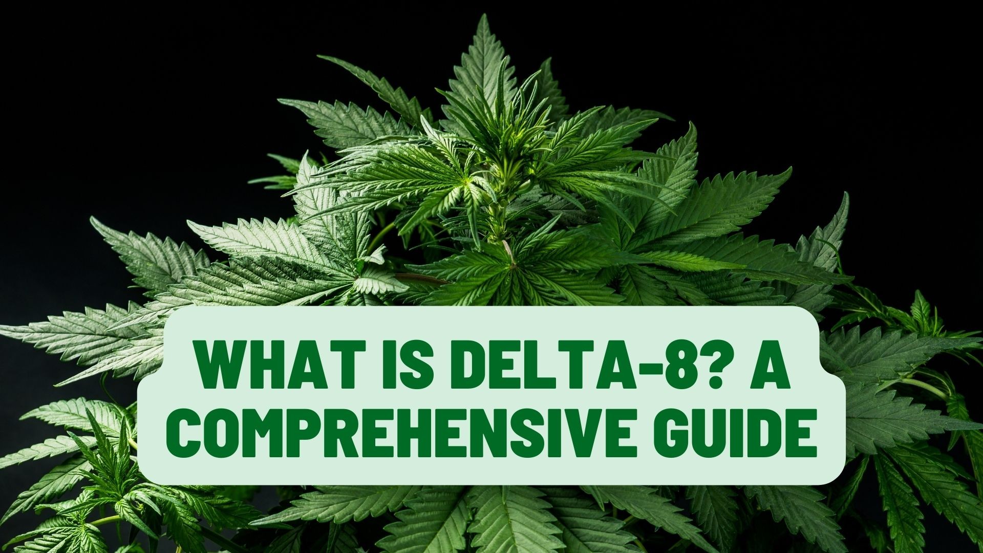 What is Delta-8? A Comprehensive Guide