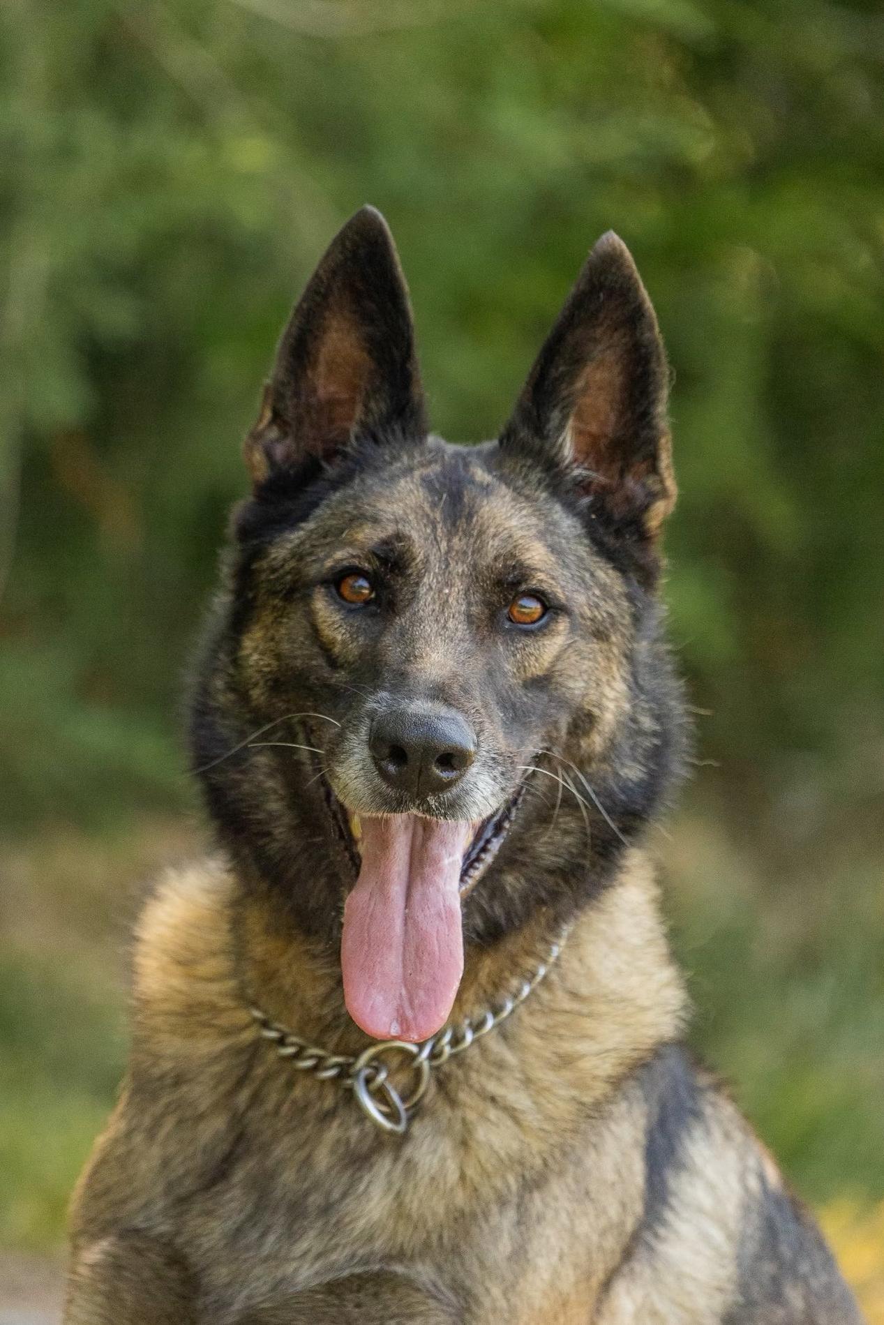 k9 jack