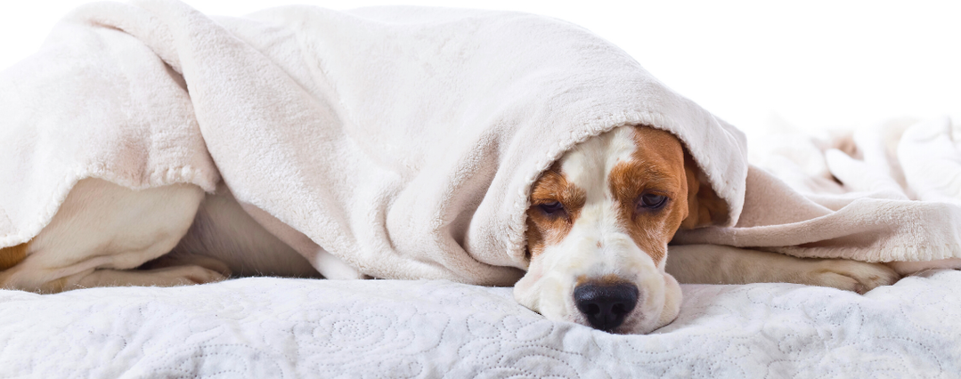 hidden-signs-how-to-tell-if-your-dog-is-sick