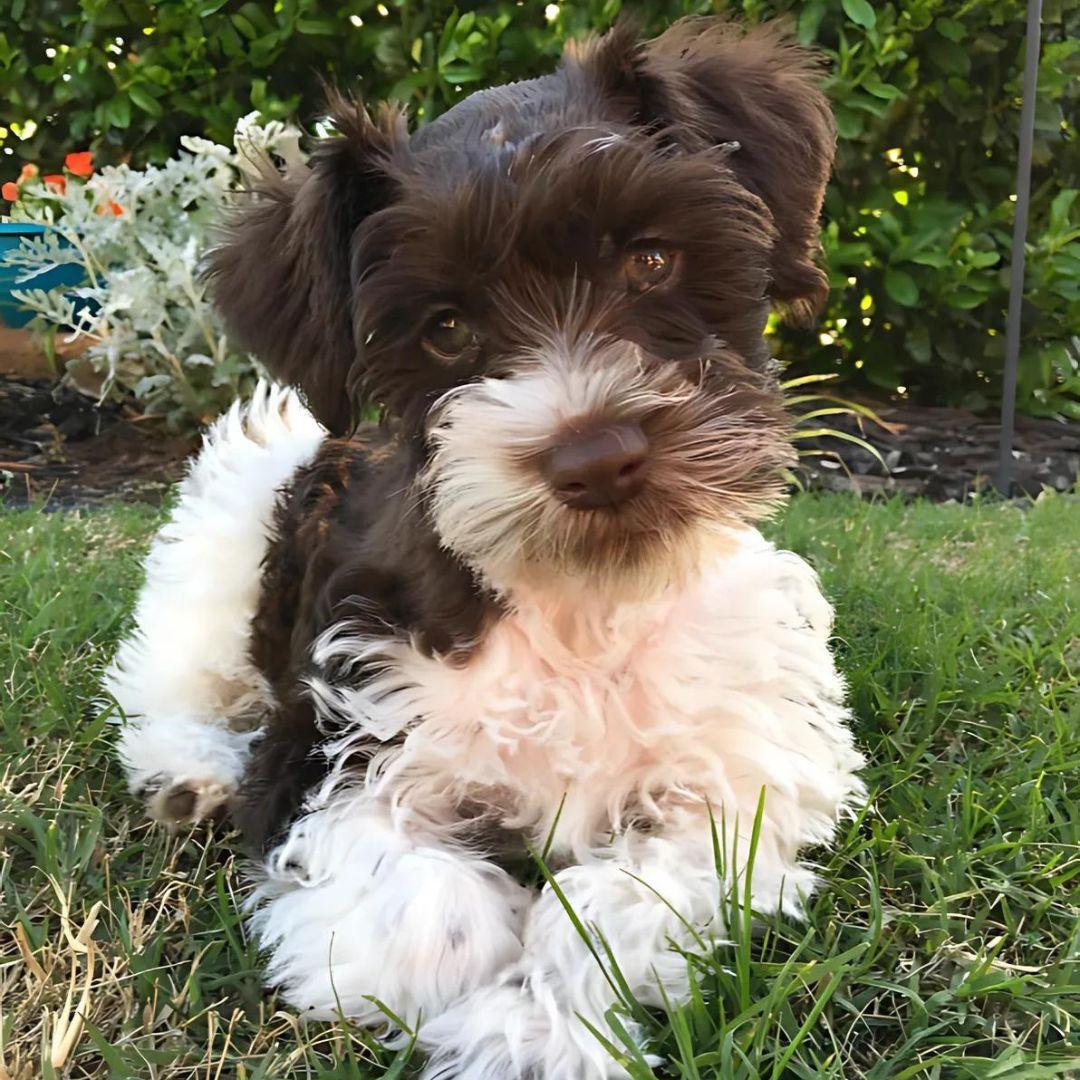 Cute Miniature Schnauzer outdoors