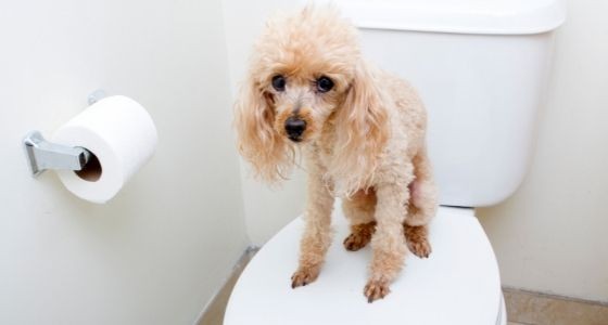 A small Poodle dog sitting on top of the toilet seat
