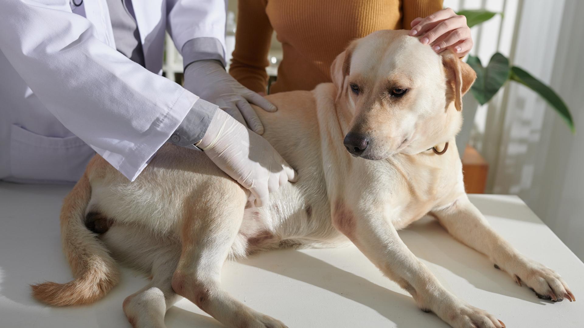 Owner patting dog when veterinarian palpating stomach