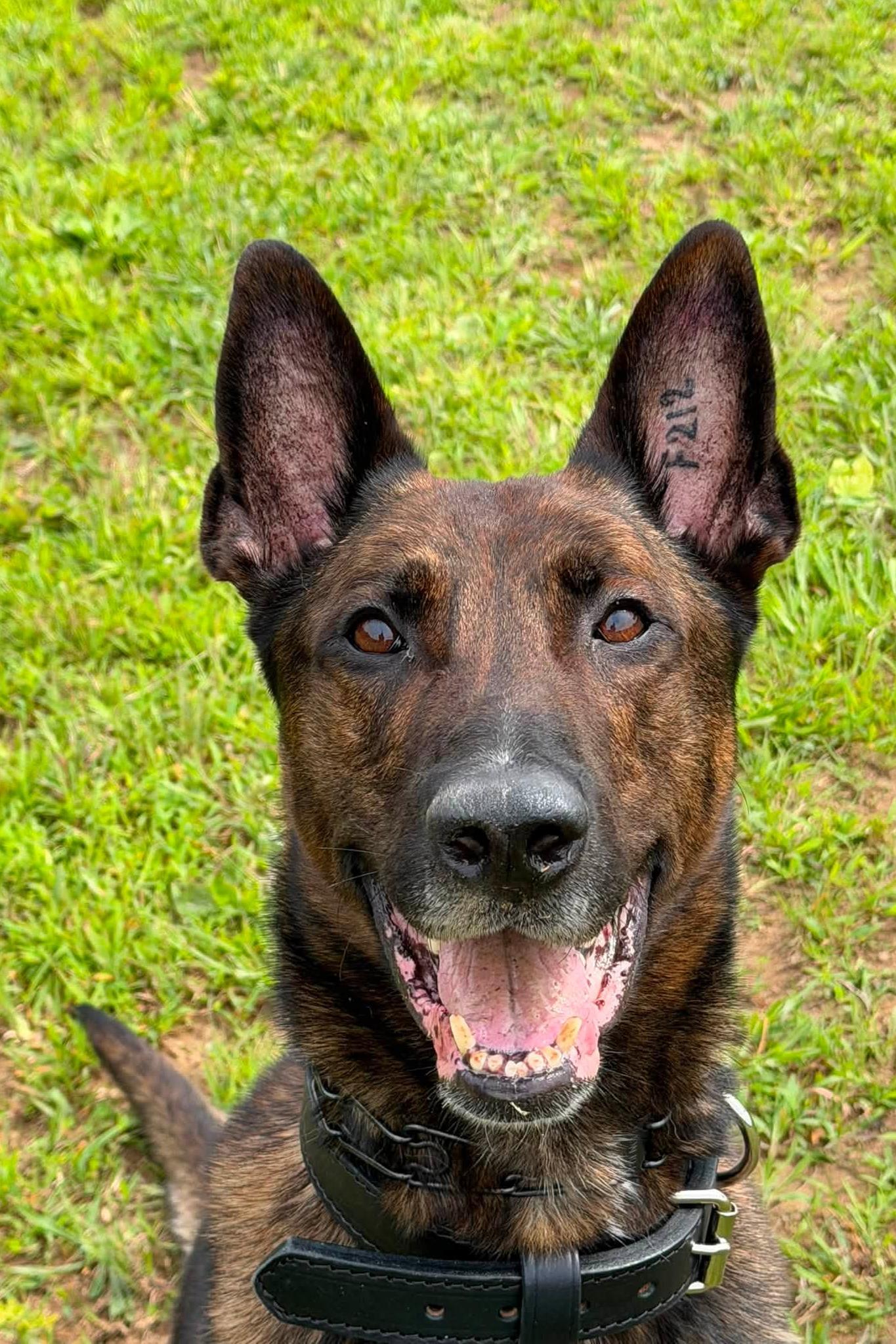 mwd archer at Project K-9 Hero