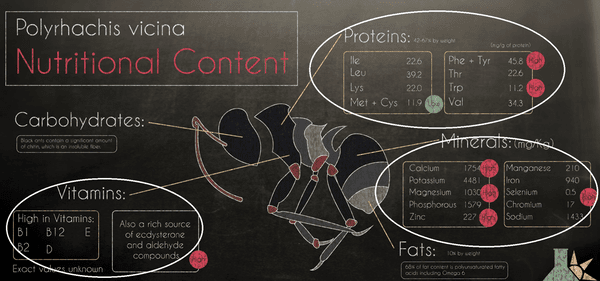 Polyrhachis vicina Nutritional Content Black Ant Carbohydrates Vitamins Minerals Fats Proteins