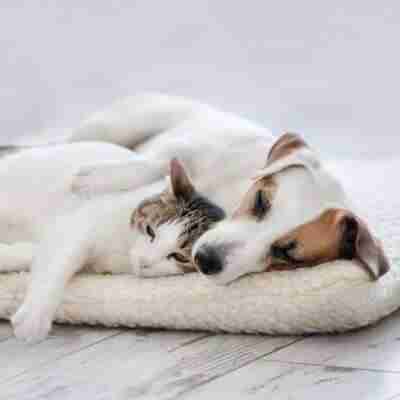 Dog proofing cat litter box