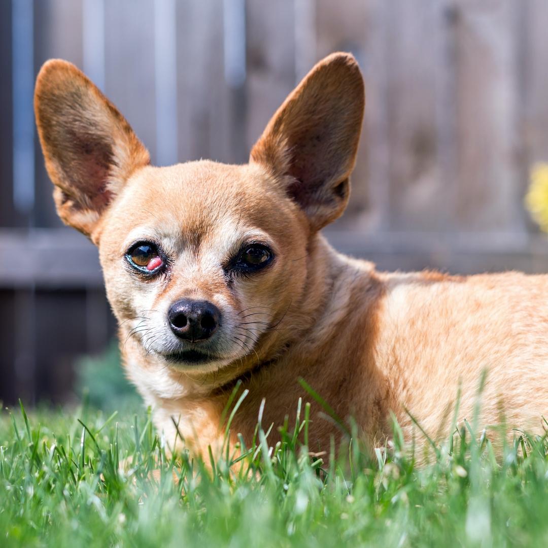 Happy Chiweenie Dog Sitting in Grass on Sunny Day