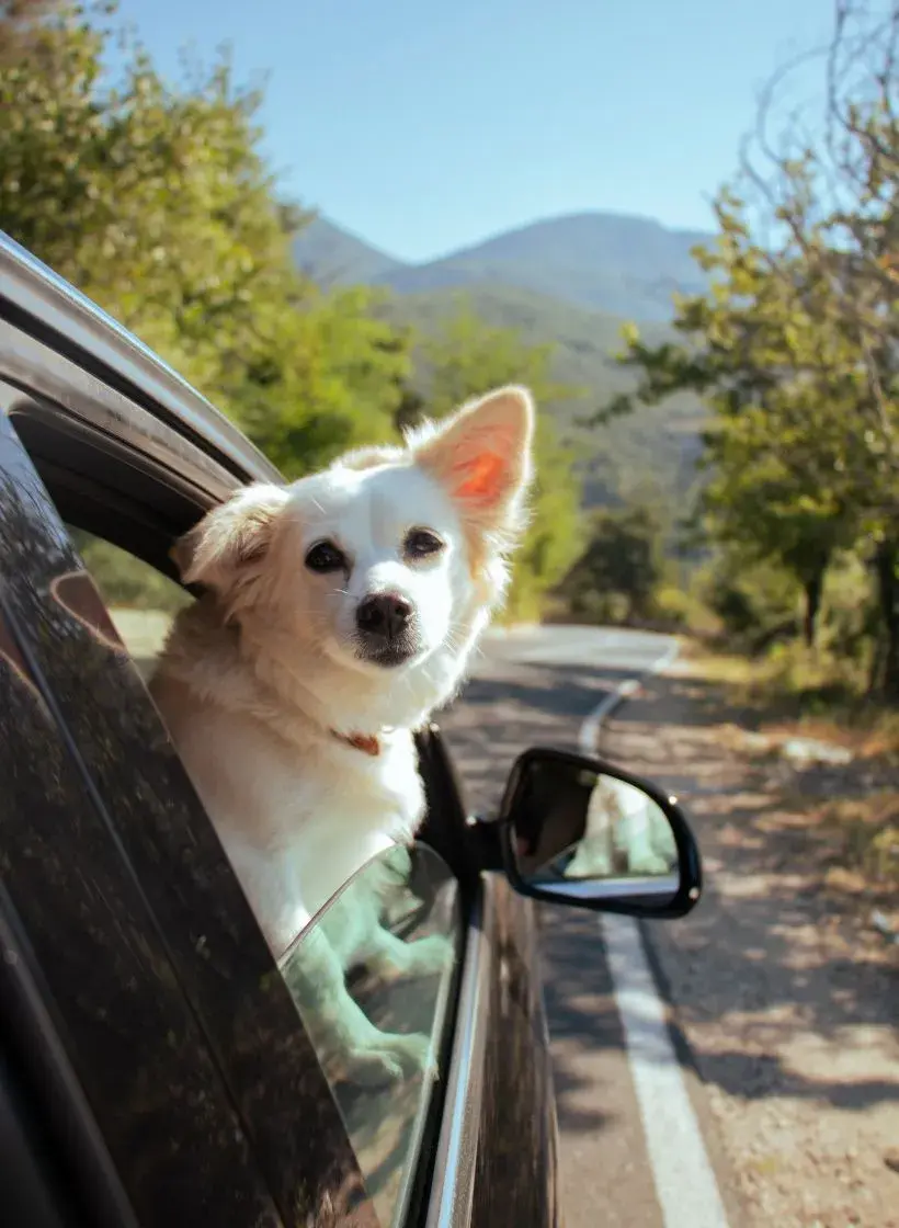 A dog gazes out the car window, its ears flapping in the wind, enjoying the view during a road trip.