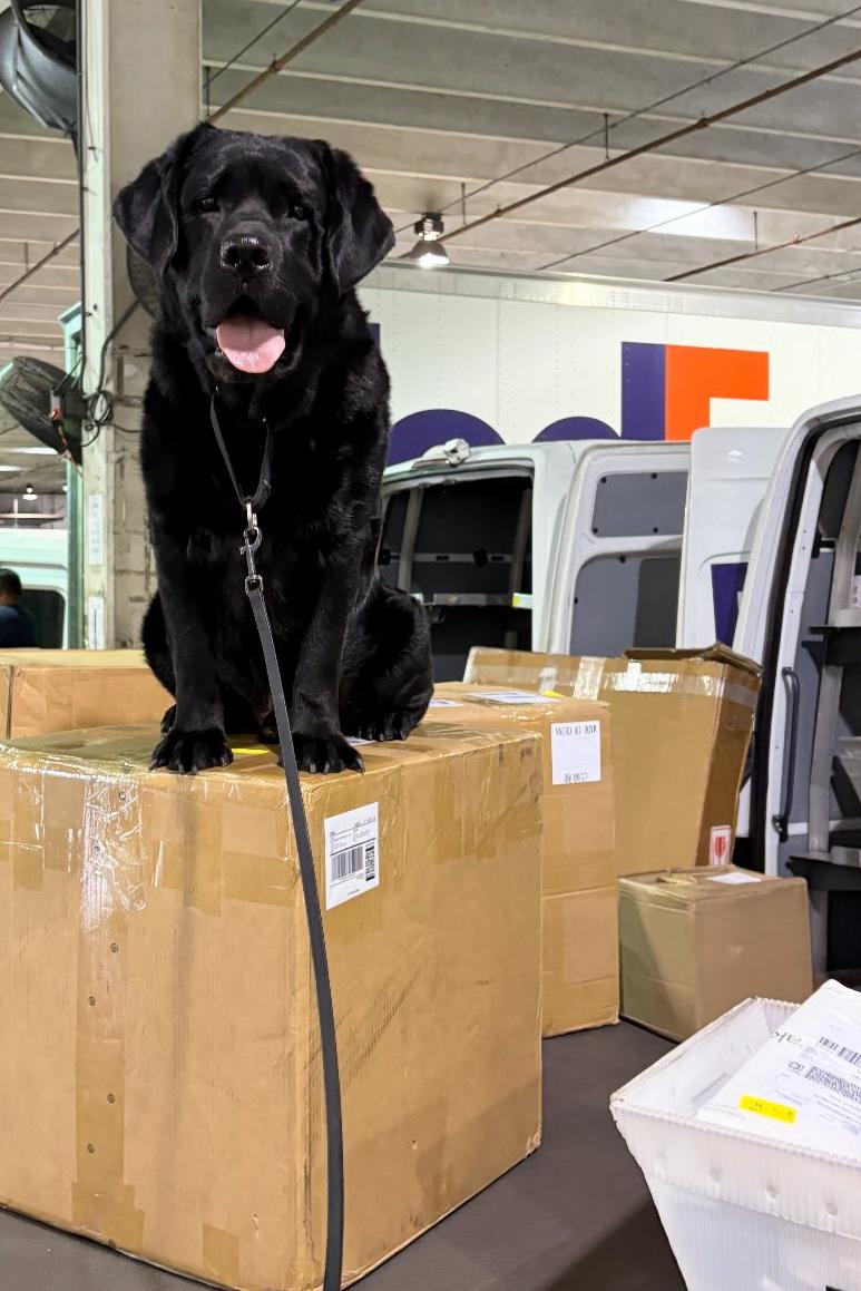 k9 higgenz on a box