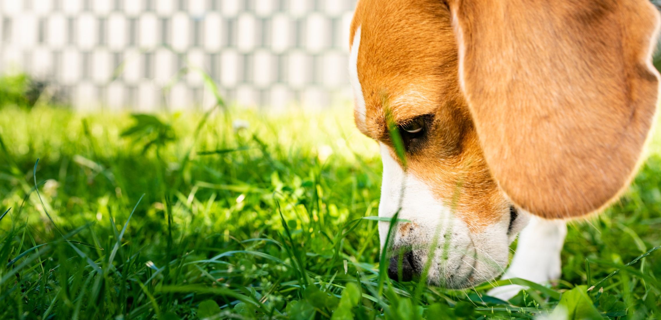 Beagle dog sniffing grass