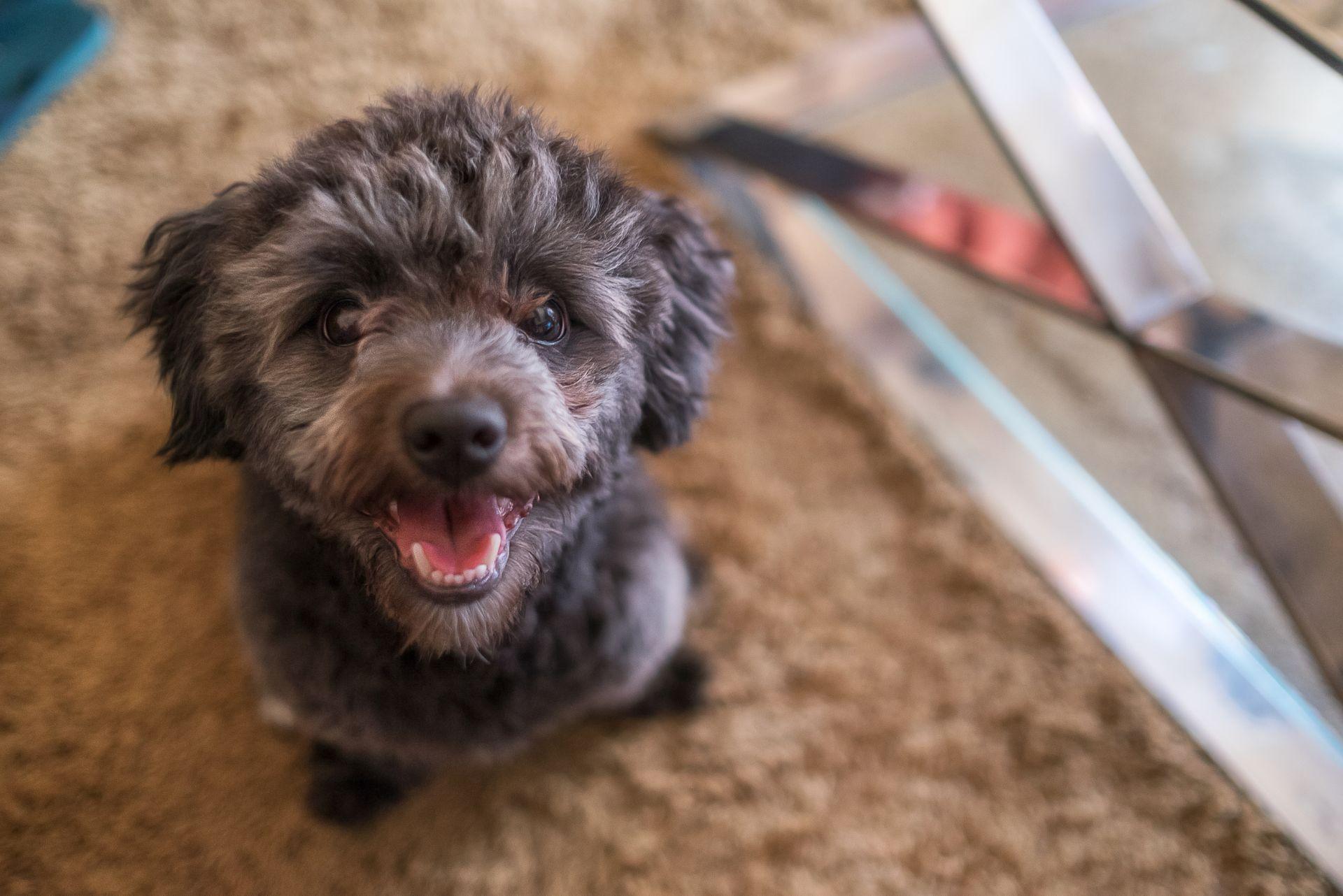 Toy Poodle smiling at camera