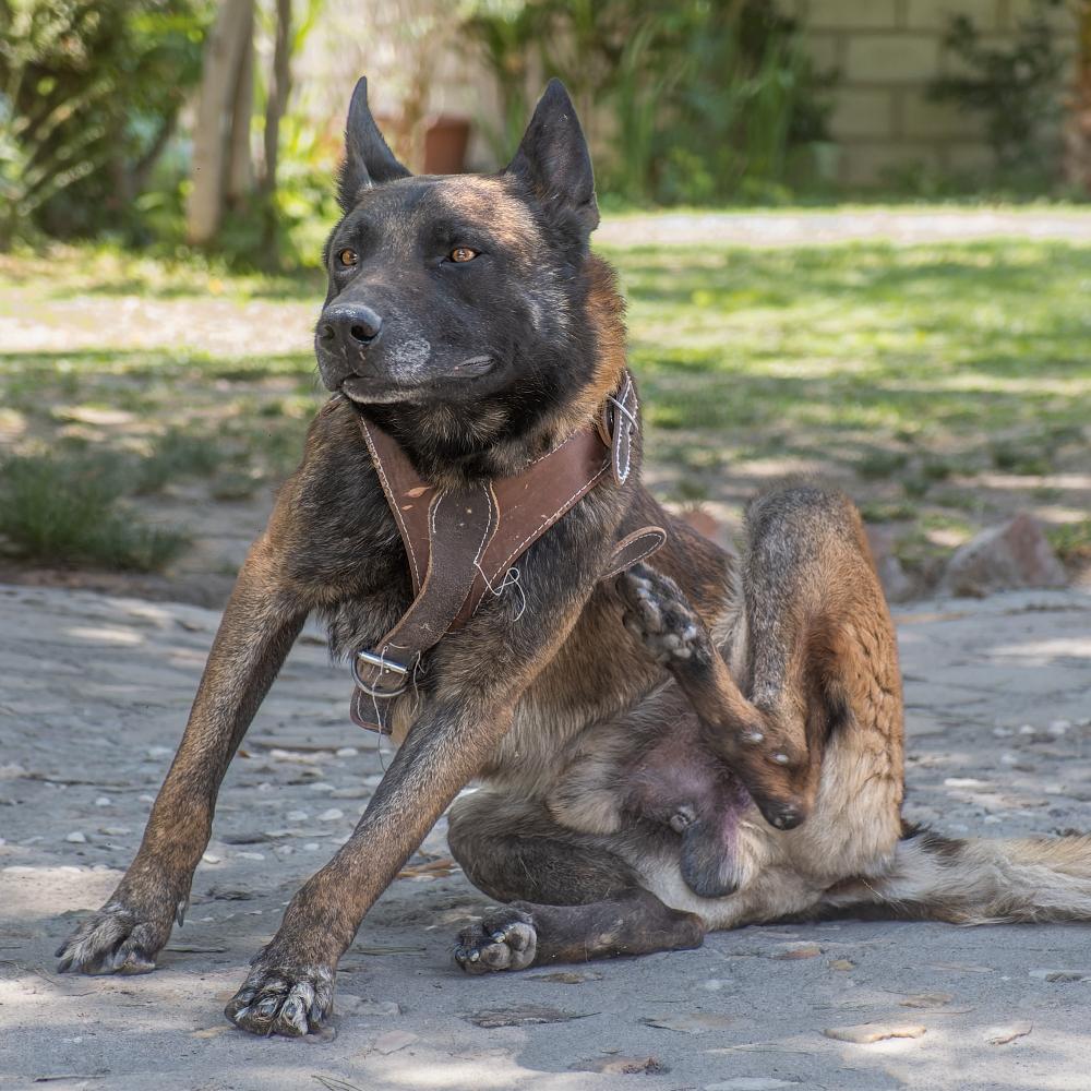 Belgian Shepherd Dog Scratching Itself Outdoors
