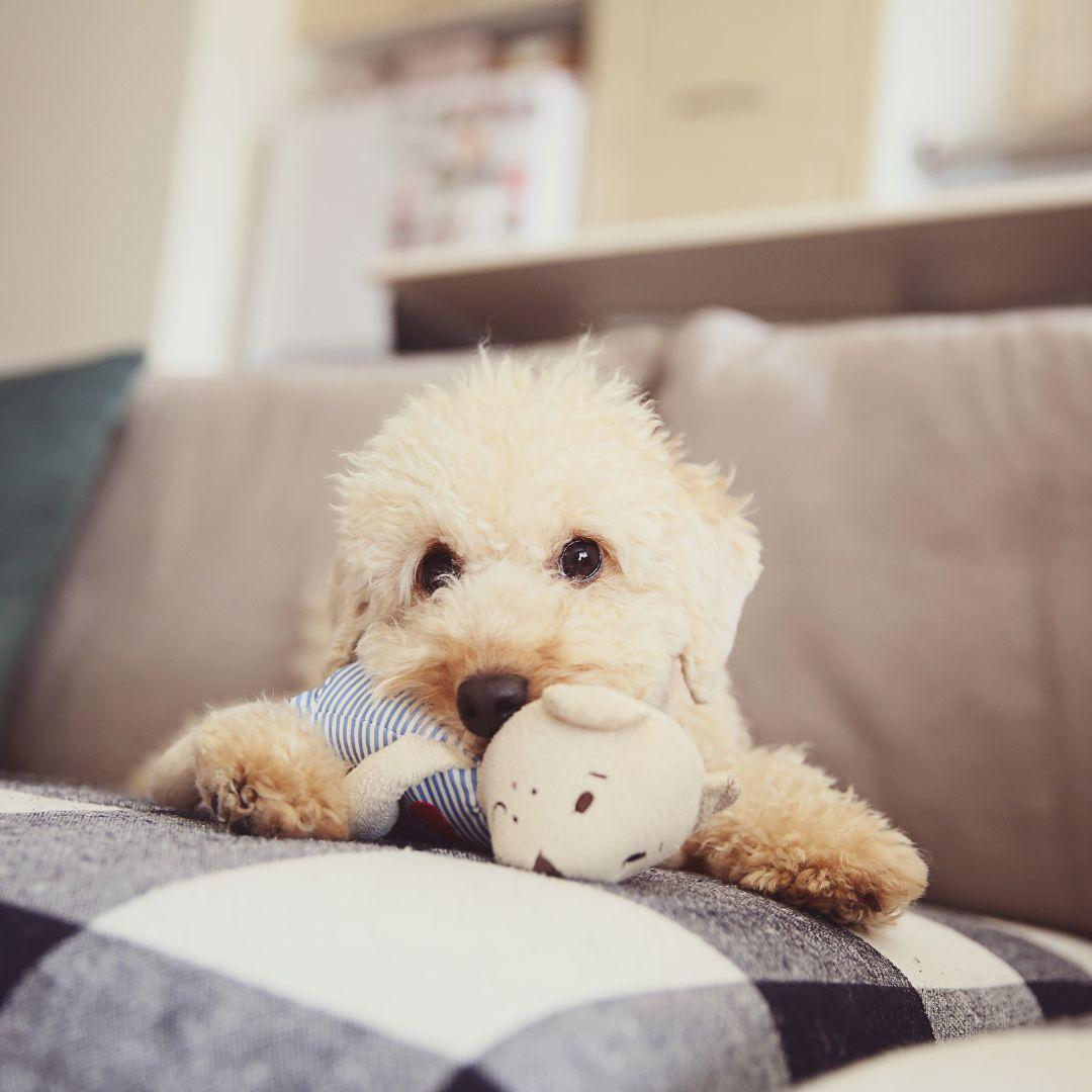 Toy Poodle puppy chewing toy