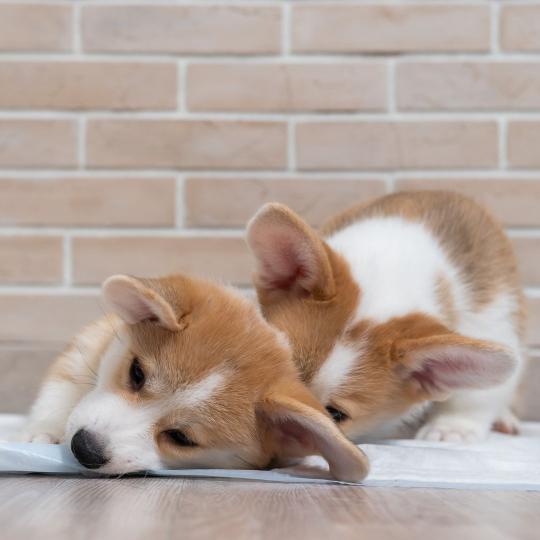 How to Stop Puppy From Chewing Pee Pad Potty Buddy Potty Buddy™