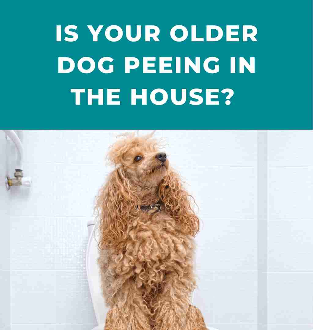 Is your older dog peeing in the house? Here's why and how to handle it