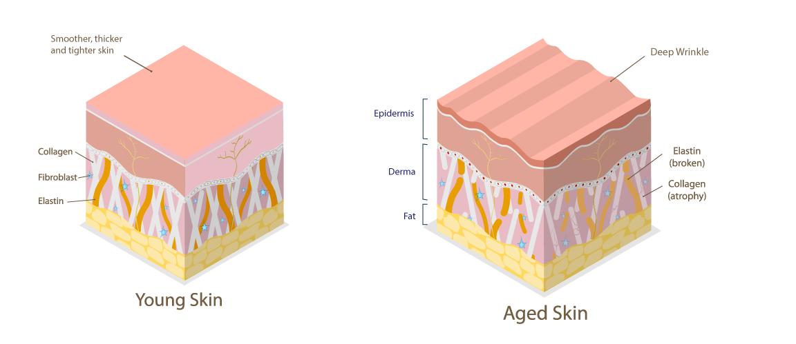 Image of a comparitive study between young skin layers, and aged skin layers