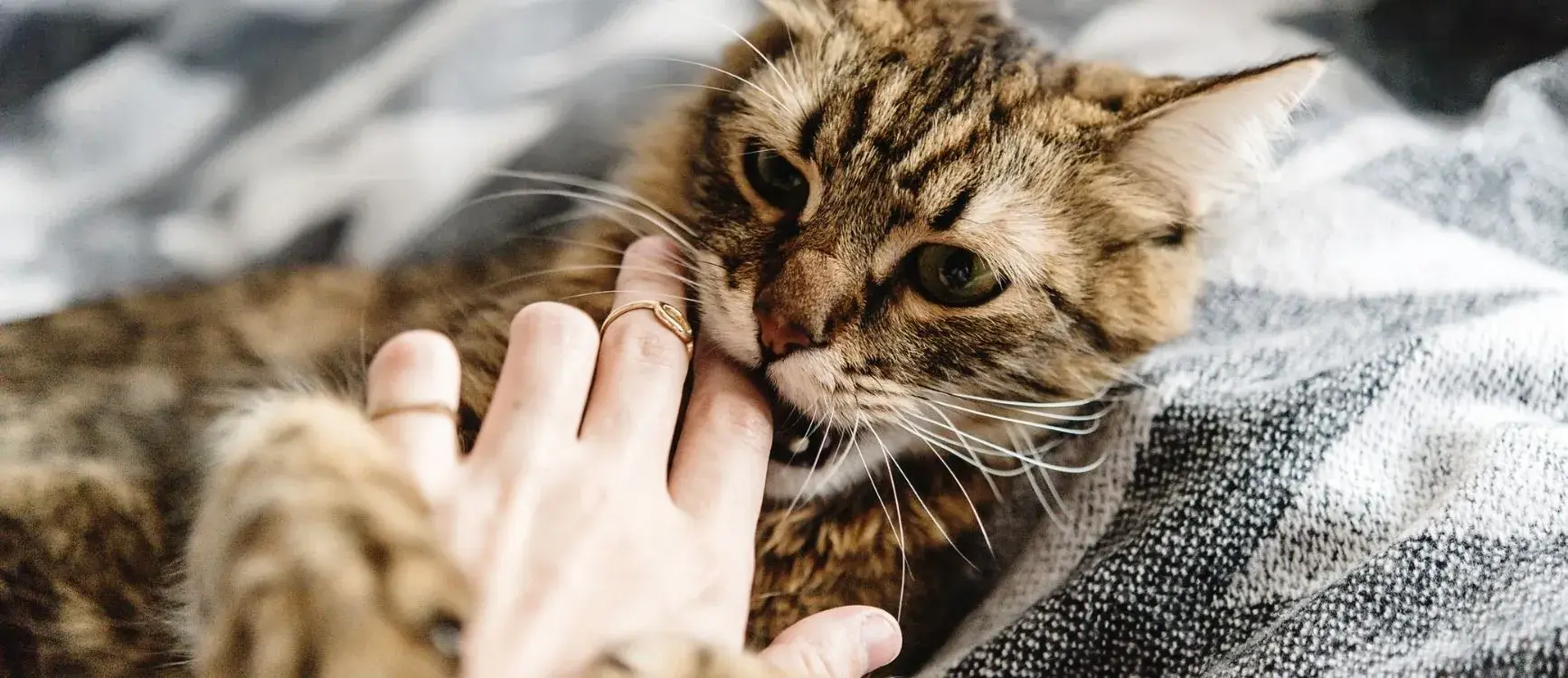 A person’s hand supports a cat's paw, with the cat lying peacefully on a bed.