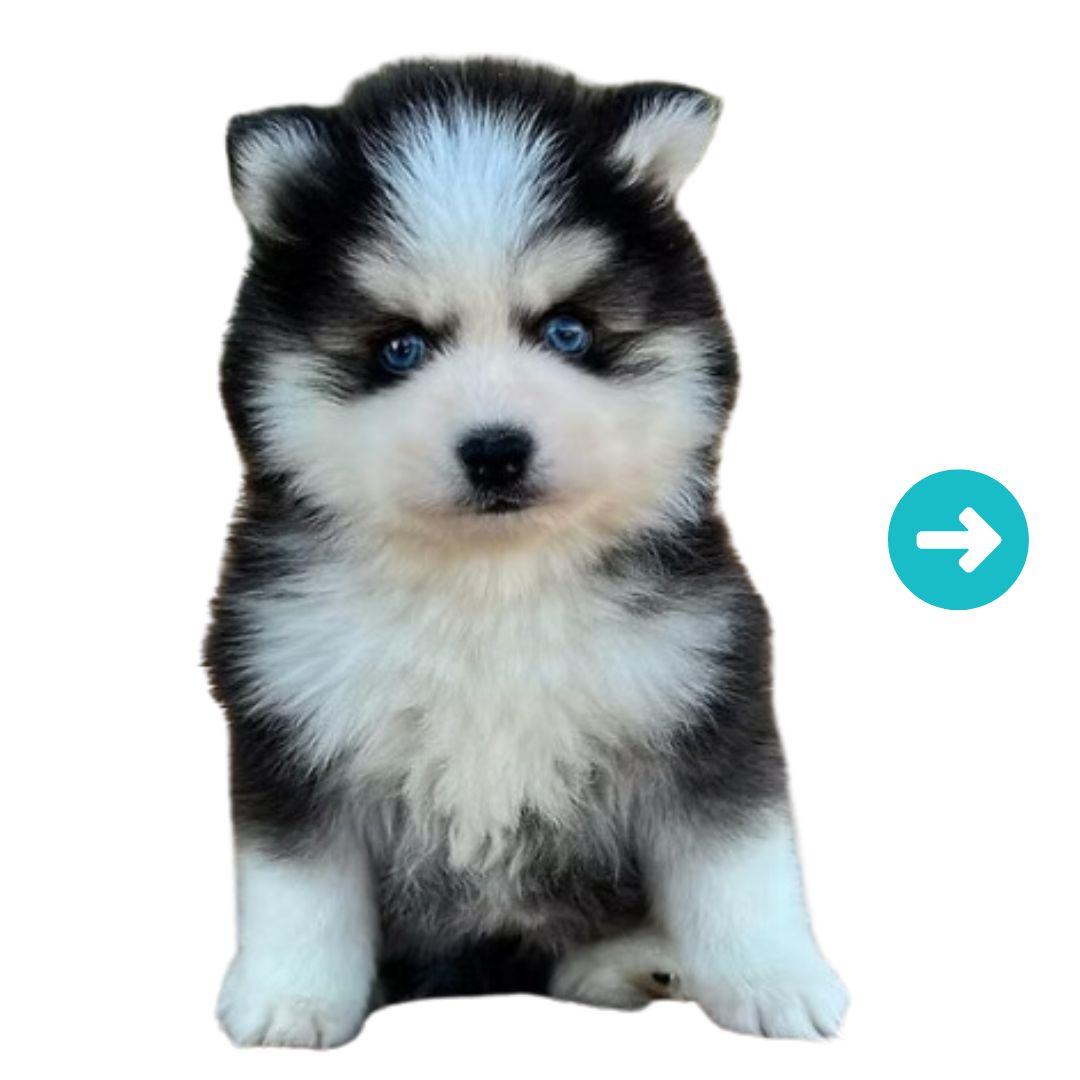 Pomsky Dog Breed