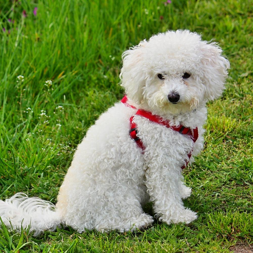 Beautiful bolognese dog
