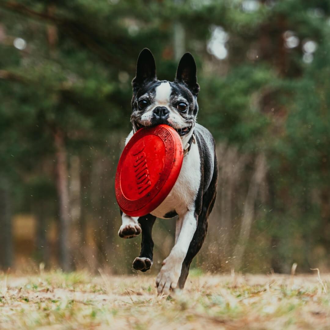 5 Free Ways To Have Fun With Your Dog TrueHarness™