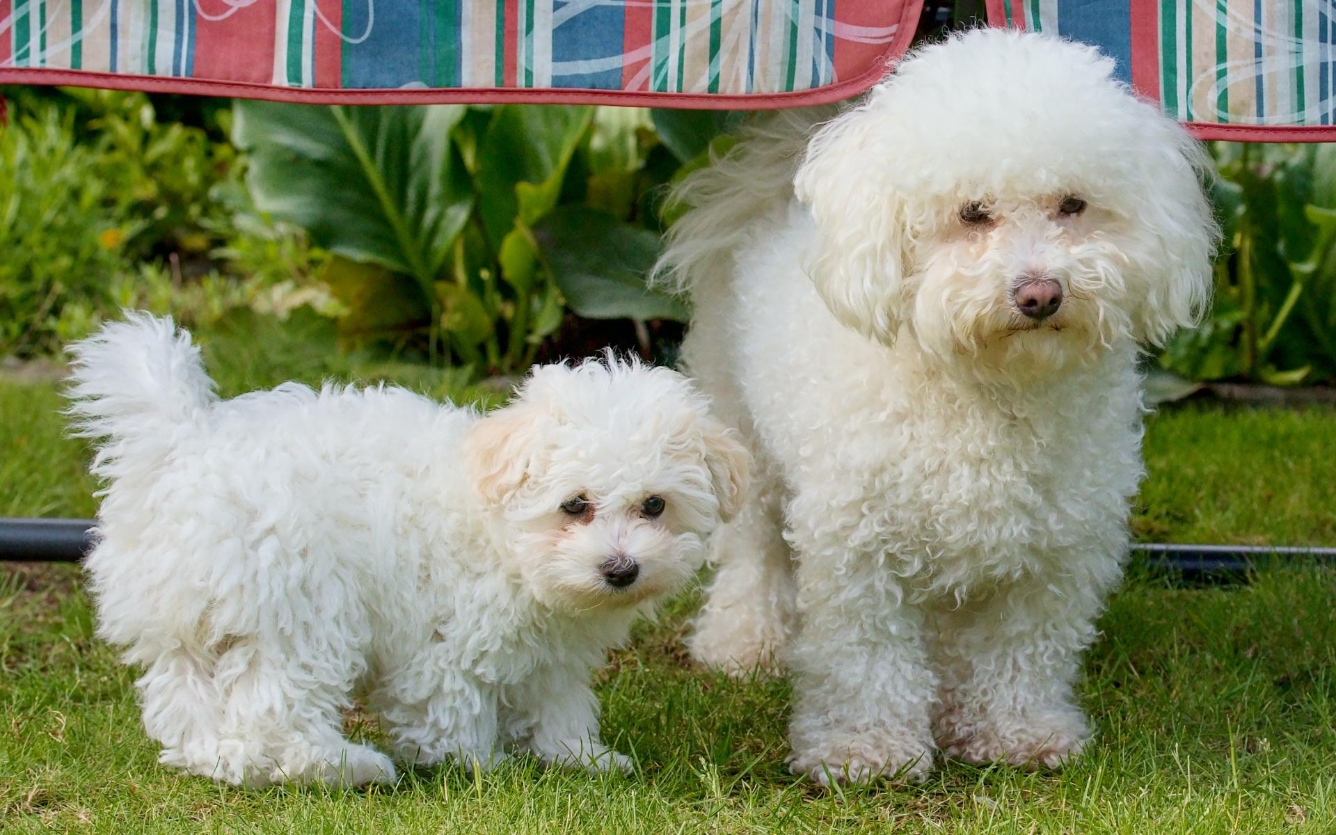 Bolognese dog breed