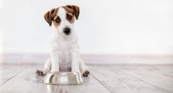 A puppy sitting in front of a food bowl