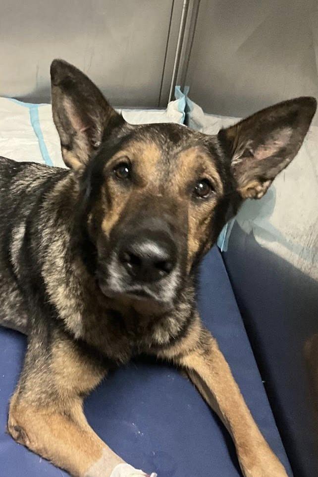 mwd pocok in his vet crate