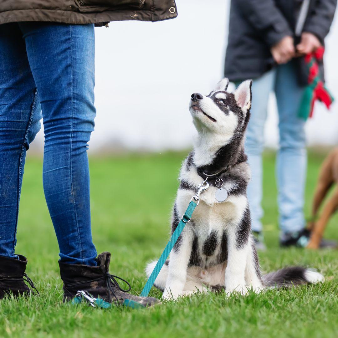 woman with husky puppy at the puppy school