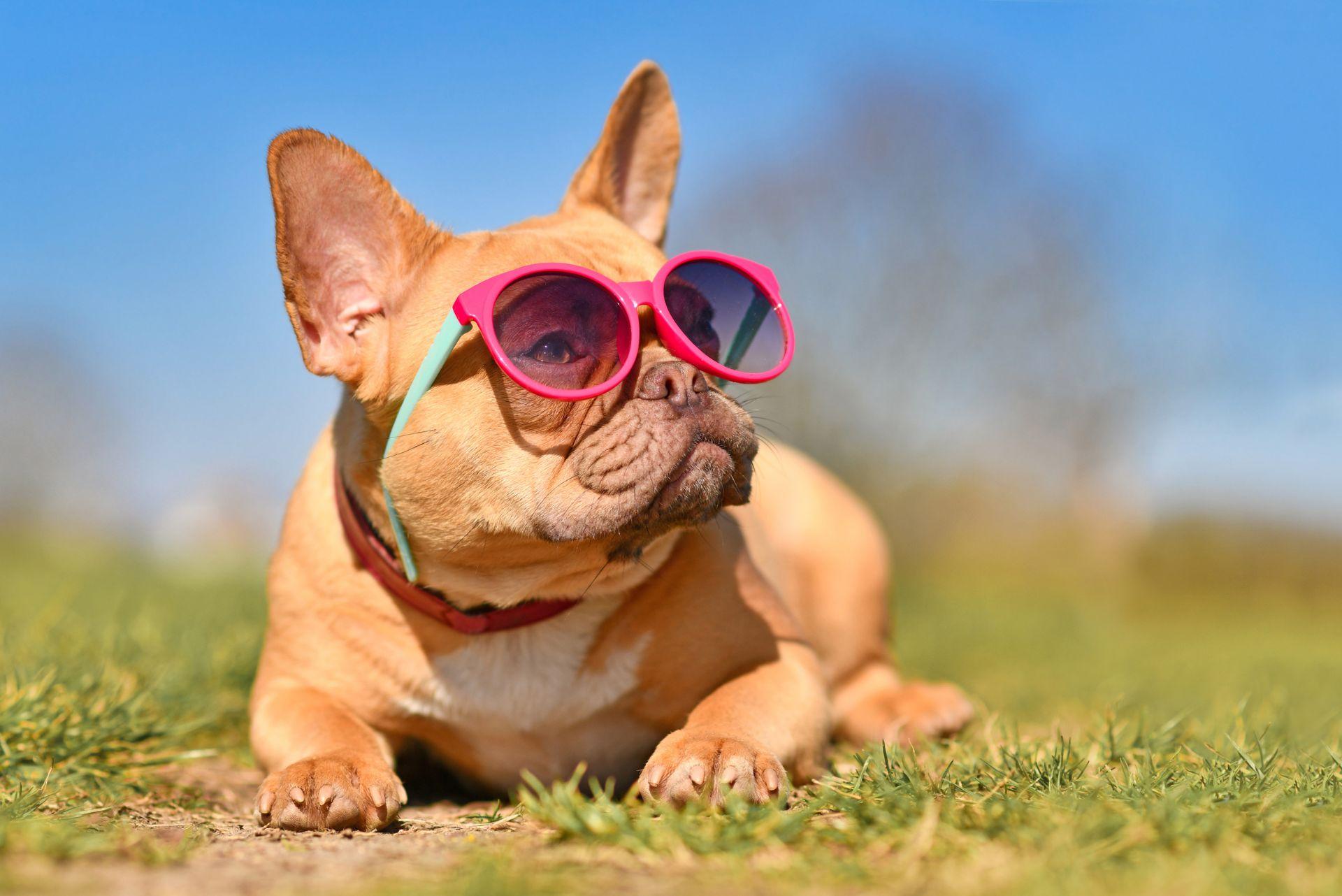 French Bulldog wearing glasses