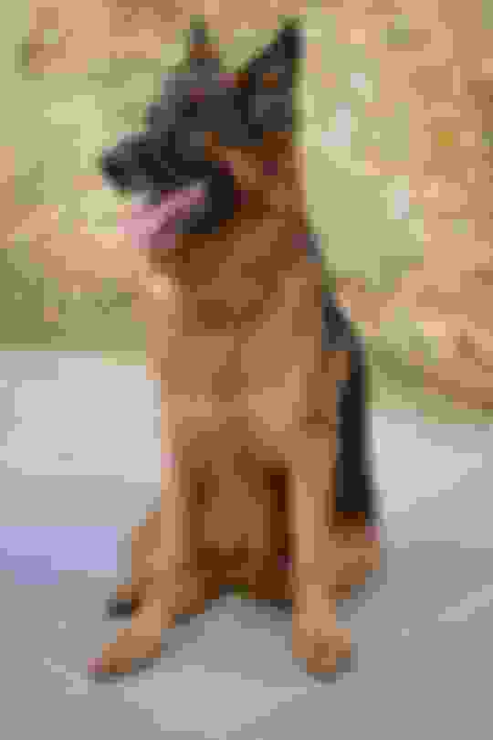 100-best-german-shepherd-dog-names-for-male-and-female-puppies-potty