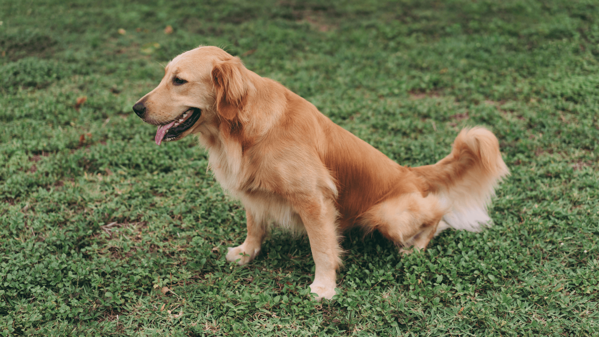 Door Buddy Blog - adult dogs potty breaks
