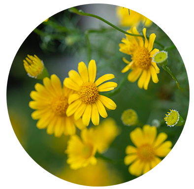 Arnica