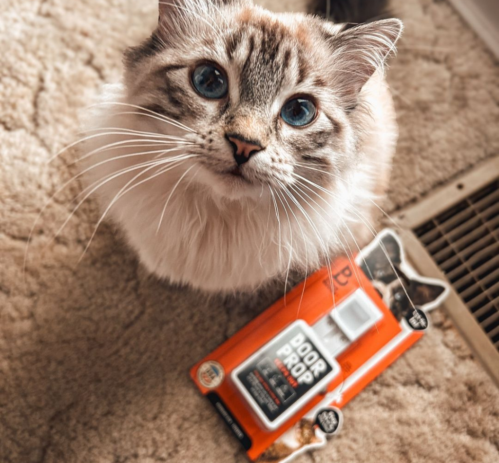 A fluffy blue eyed cat sits on a carpet next to unopened Door Buddy door prop packaging. The image highlights the Door Buddy cat door prop as a simple solution that lets cats move between rooms while helping keep dogs and toddlers out.