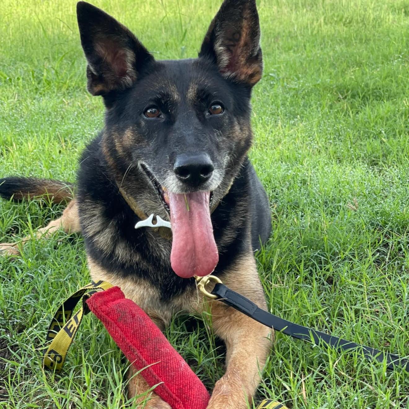 MWD Atina with her tug toy
