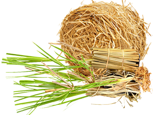 Vetiver