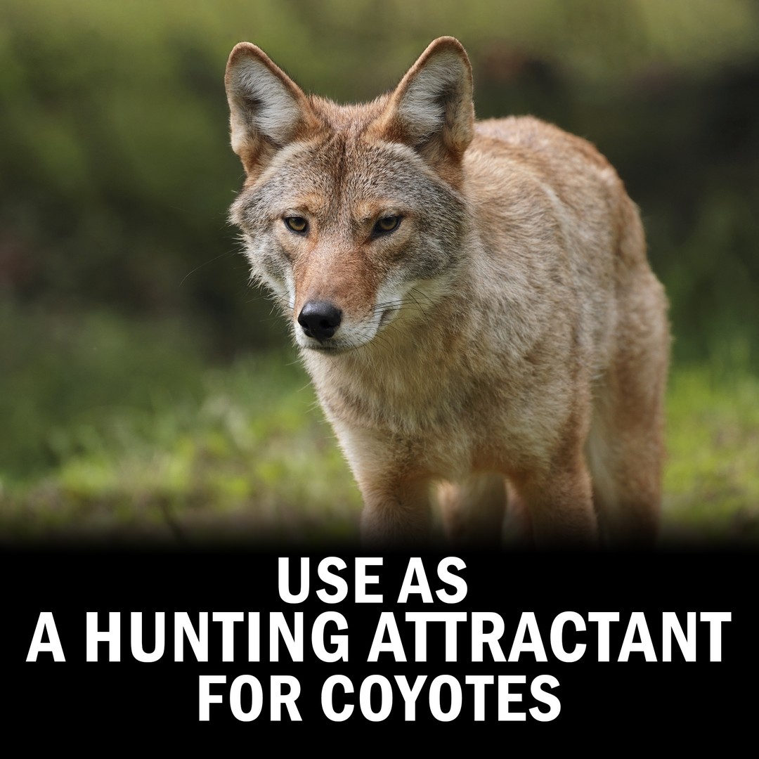Coyote Pee Deer Deterrent
