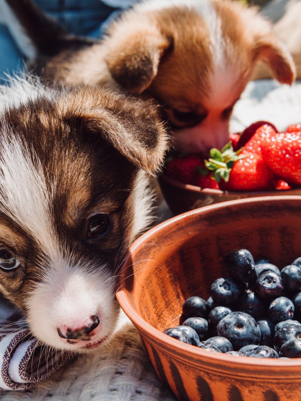 adorable puppies eating strawberries and blue berries together