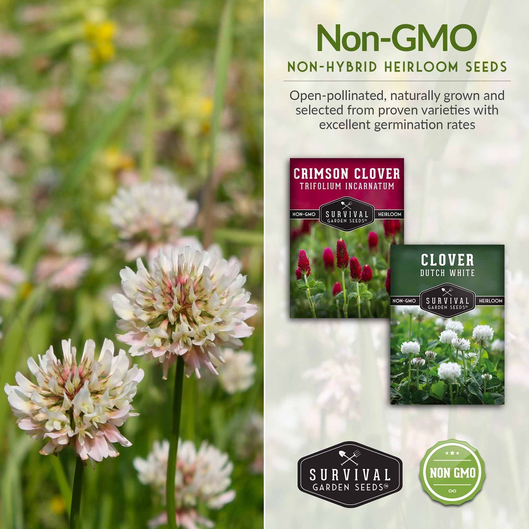 Non-GMO non-hybrid heirloom clover seeds
