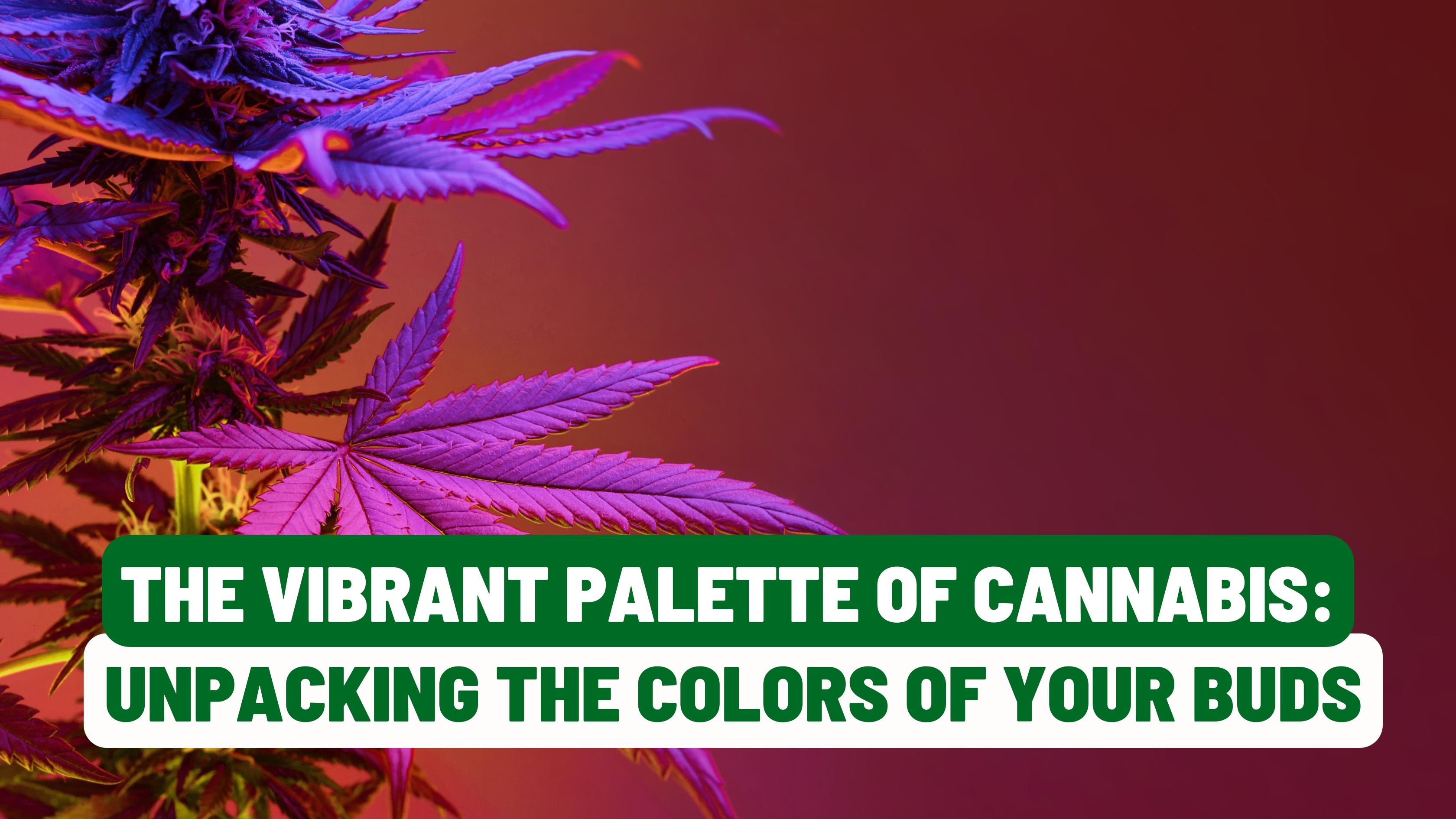 The Vibrant Palette of Cannabis: Unpacking the Colors of Your Buds