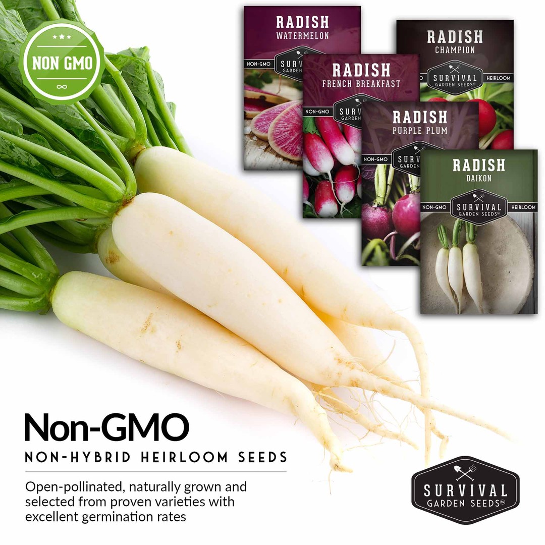 Non-GMO non-hybrid heirloom radish seeds for your garden