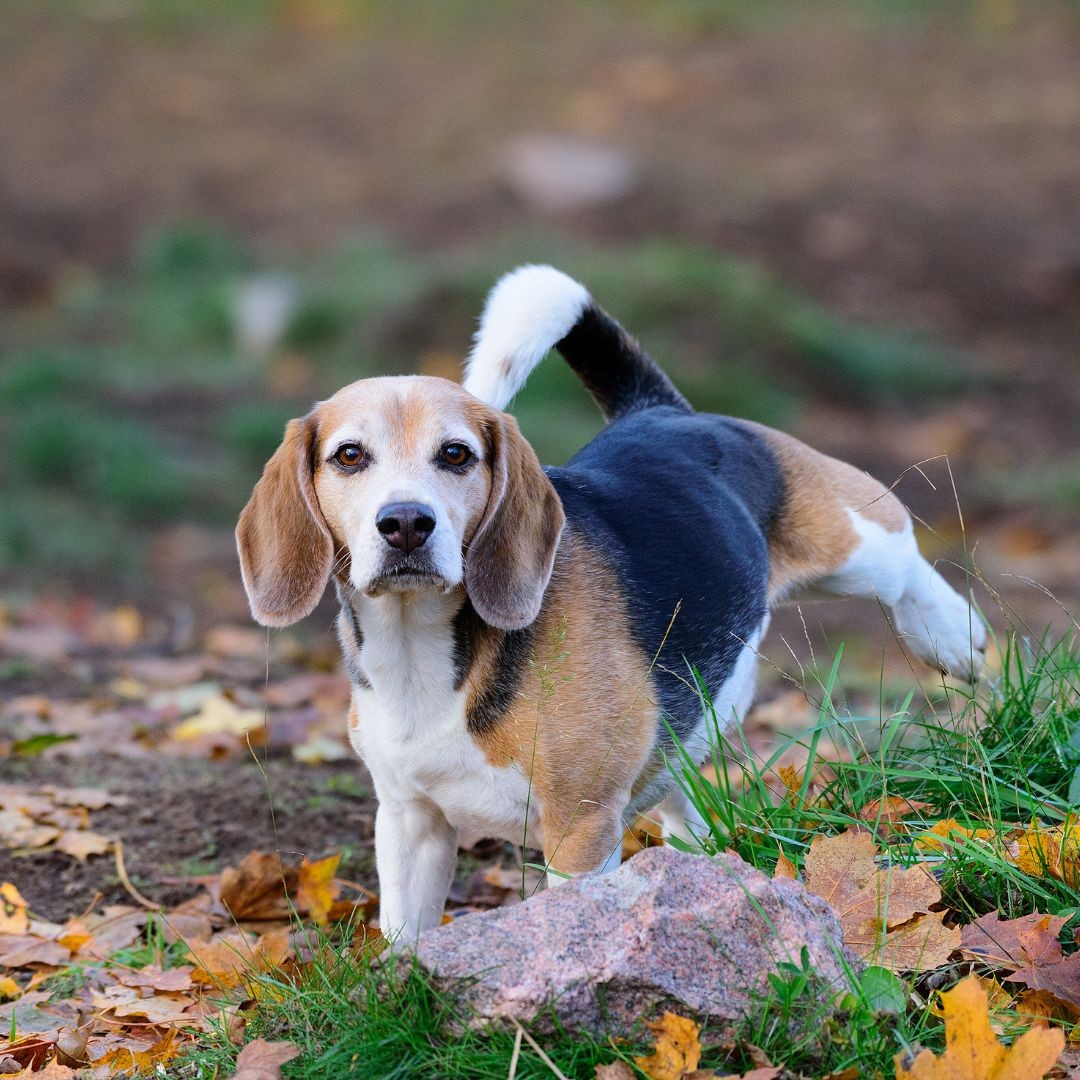Beagle lifting leg to pee outdoors