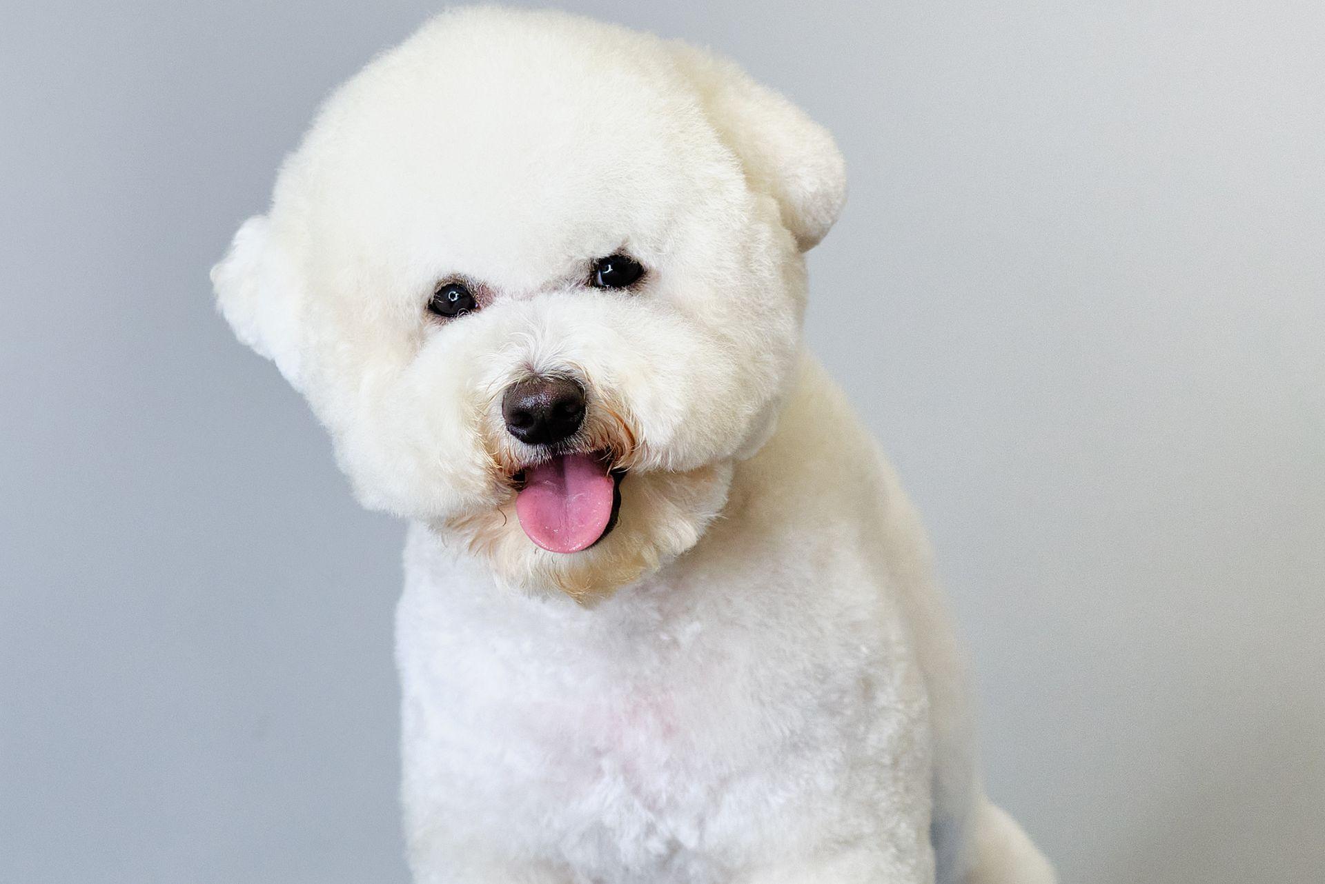 cute bichon frise