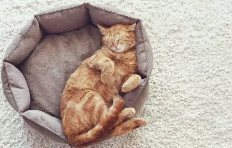 creating a pet-friendly home