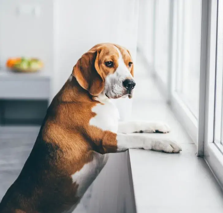 A brown and white dog stands on its hind legs, gazing thoughtfully out a bright window. The room has a calm atmosphere with soft lighting.