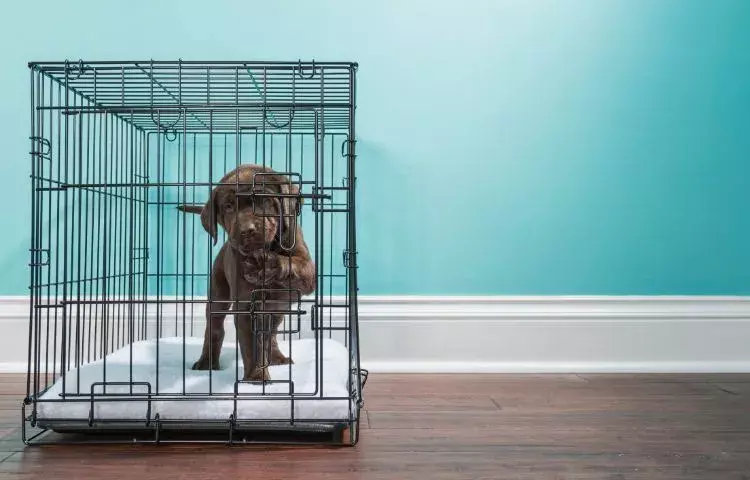 crate train a dog or puppy