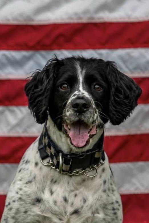 k9 buster 383