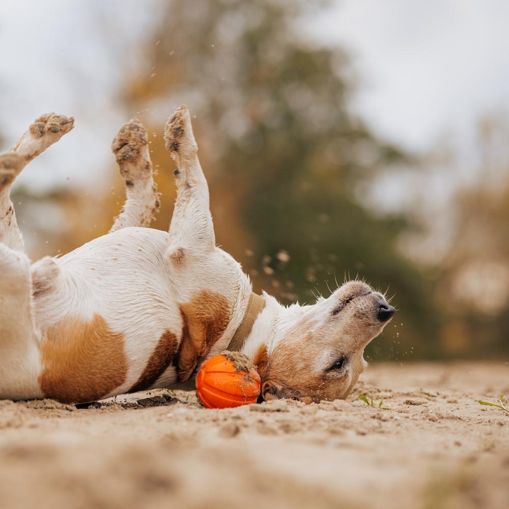 Playful Dog Rolling with toy pumpkin