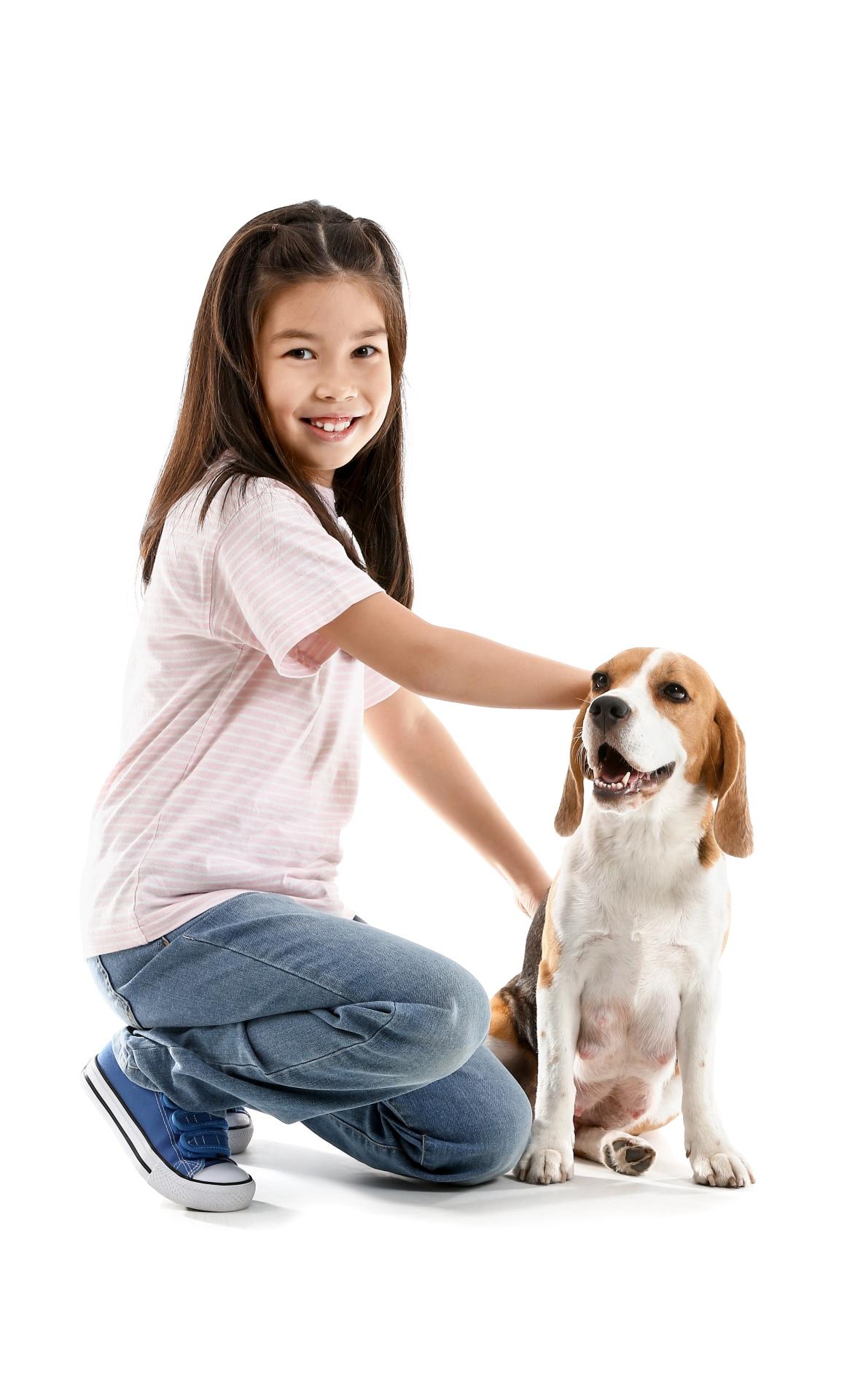 Beagle dog