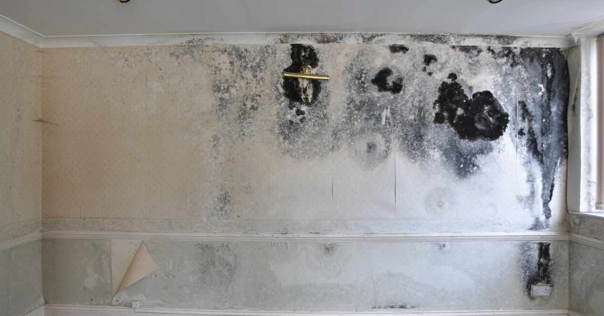 Top 5 reasons why mould is dangerous to your family Sterra
